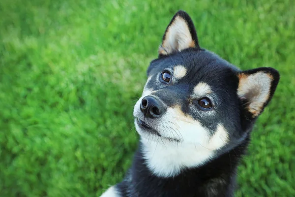 Shiba inu perro en el prado —  Fotos de Stock