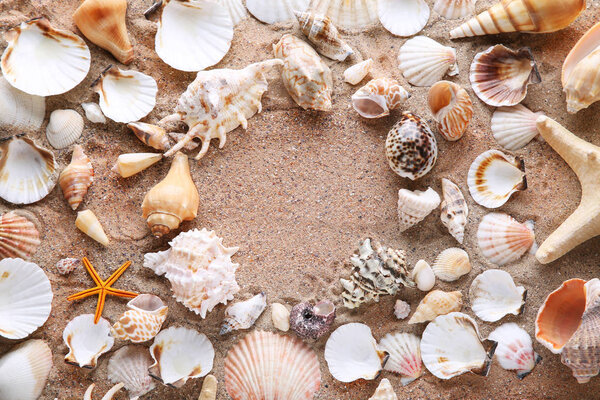 various seashells on beach sand