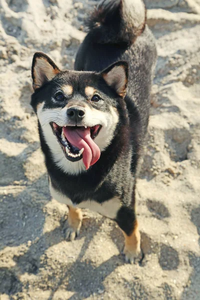 Shiba inu dog on sandy beach — Stock Photo, Image