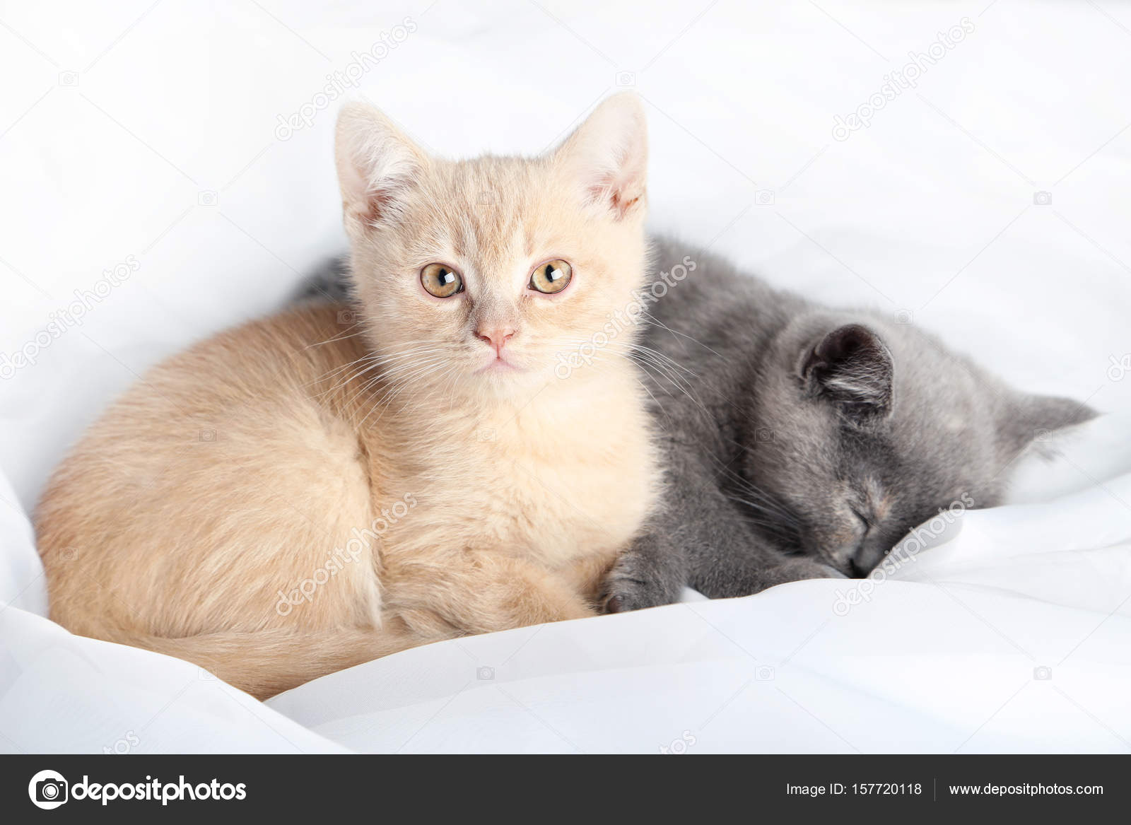 Ginger And Grey Kittens Stock Photo C 5seconds 157720118