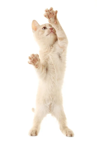 Játékos gyömbér cica, fehér — Stock Fotó