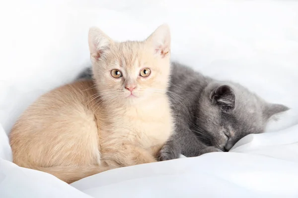 生姜と灰色の子猫 — ストック写真