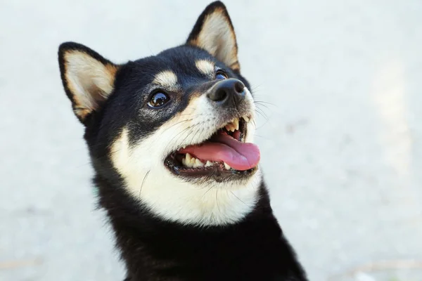 Hermoso negro shiba inu perro — Foto de Stock