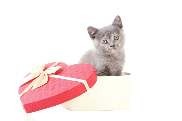 Šedé kotě v srdce box — Stock fotografie