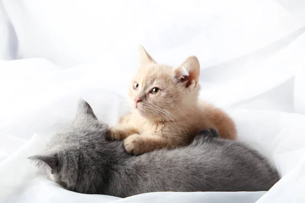Imbir i szare kocięta — Zdjęcie stockowe