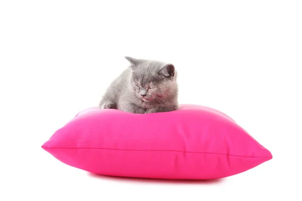 Grey kitten on pink pillow — Stock Photo, Image