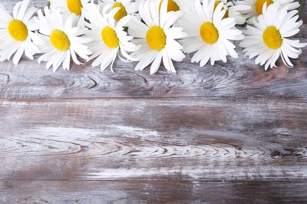 Ramo de flores de manzanilla — Foto de Stock
