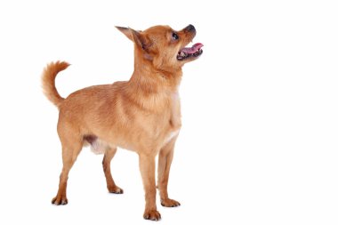 Beyaz bir arka plan üzerinde izole komik köpek