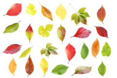 Sonbahar yaprakları kolajı 