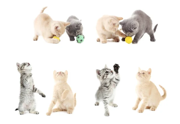 Collage van schattige kittens — Stockfoto