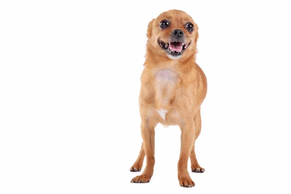 Rolig hund isolerad på en vit bakgrund — Stockfoto