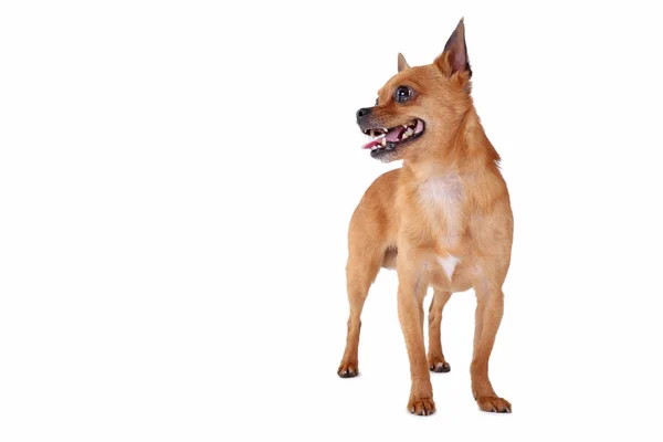 Cão engraçado isolado em um fundo branco — Fotografia de Stock