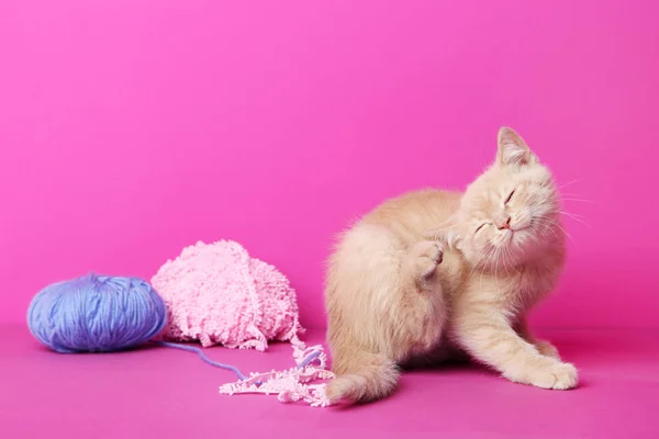 Симпатичный рыжий котенок — стоковое фото