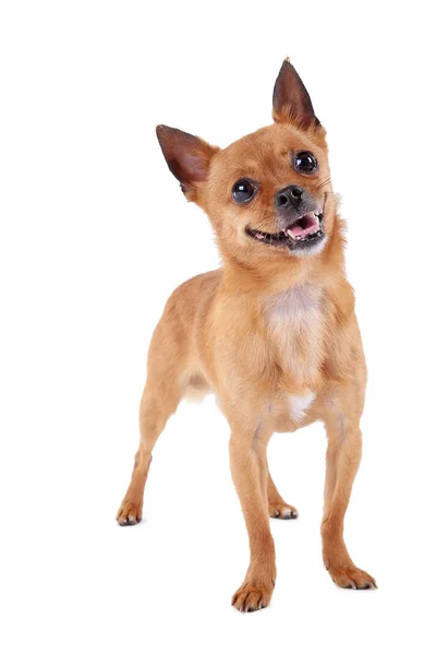 Funny pes izolovaných na bílém pozadí — Stock fotografie
