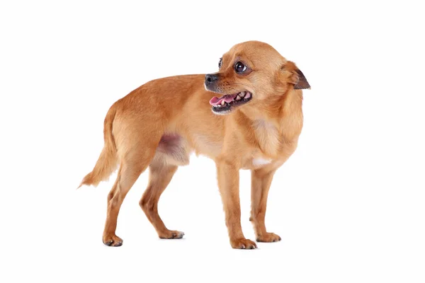 웃 긴 강아지 절연 — 스톡 사진