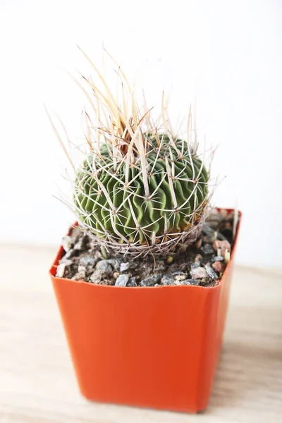 Cactus in rode pot — Stockfoto