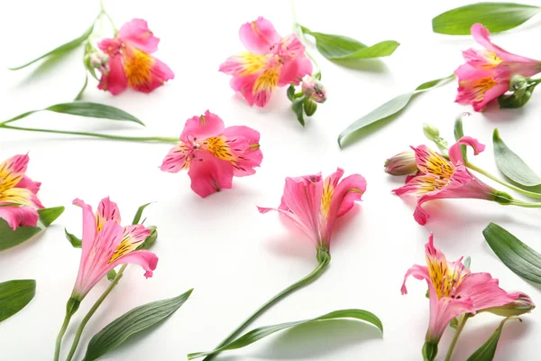 Flores de alstroemeria rosa — Fotografia de Stock