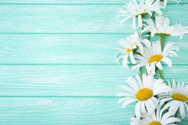 Beyaz papatya çiçekleri