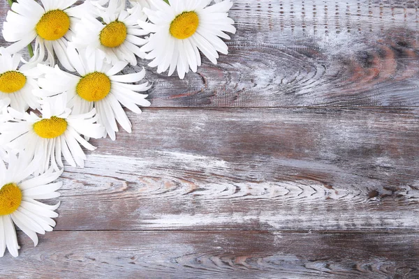 Flores de manzanilla blanca — Foto de Stock