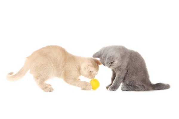 Τζίντζερ και γκρι γατάκια — Φωτογραφία Αρχείου