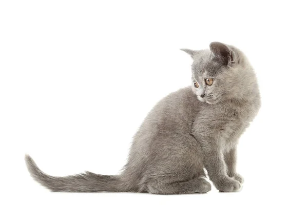 Grey cute kitten — Stock Photo, Image