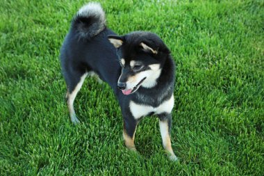 siyah shiba Inu 