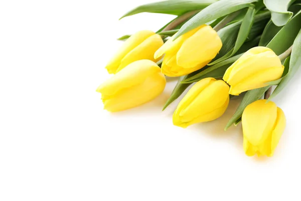 Tiernos tulipanes de primavera —  Fotos de Stock