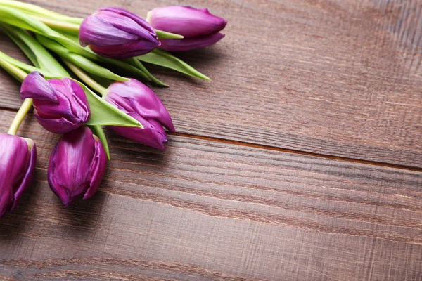 Tiernos tulipanes de primavera —  Fotos de Stock