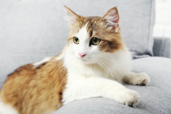 Krásná kočka na pohovce — Stock fotografie
