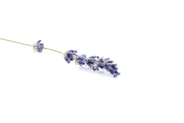 Lavendelblommor på en vit — Stockfoto