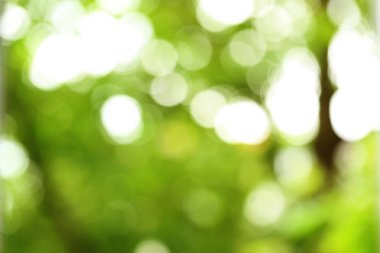 Yeşil doğa bokeh 