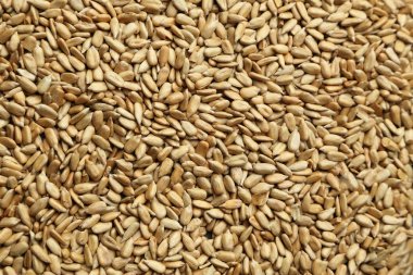 ayçiçeği tohumu doku