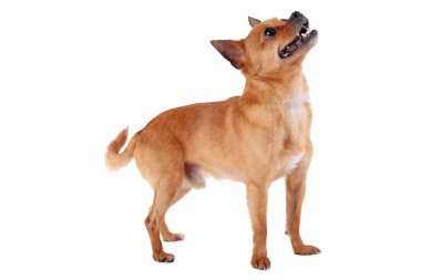 Komik küçük köpek.