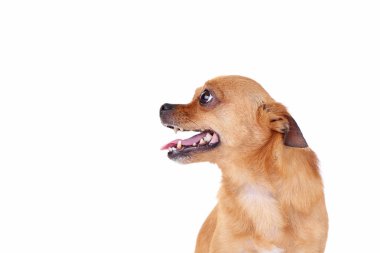 komik kahverengi köpek 