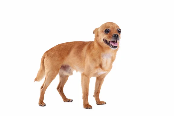 Funny little dog — Stock Photo, Image