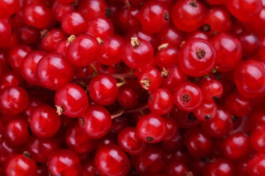 Kırmızı kuş üzümü doku