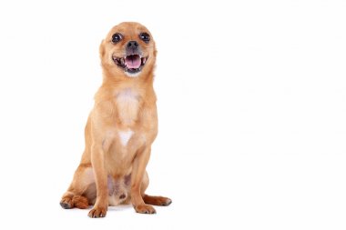 Beyaz bir arka plan üzerinde izole komik köpek