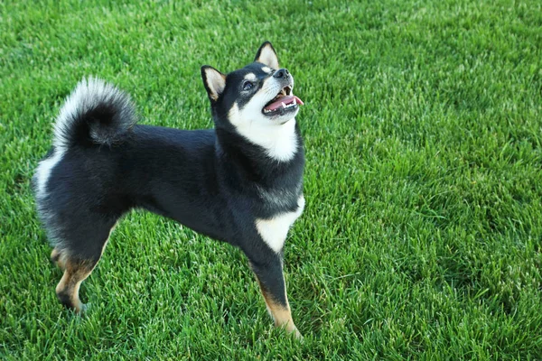Negro shiba inu perro —  Fotos de Stock