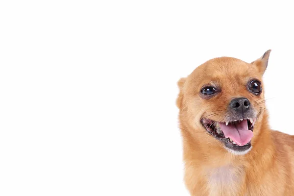 웃 긴 갈색 강아지 — 스톡 사진