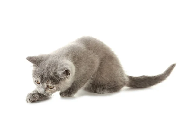 Grijs kitten geïsoleerd — Stockfoto
