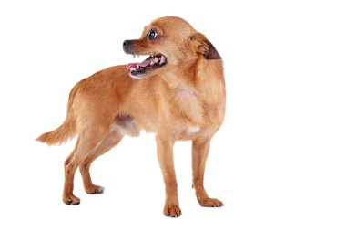 Beyaz bir arka plan üzerinde izole komik köpek