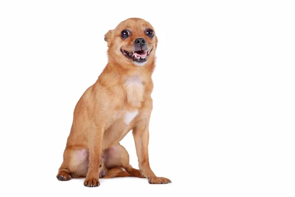 Beyaz bir arka plan üzerinde izole komik köpek — Stok fotoğraf