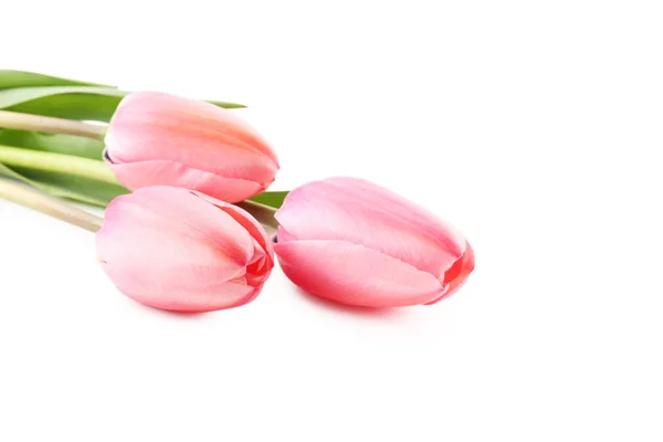 Pink tulips isolated — Stock Photo, Image