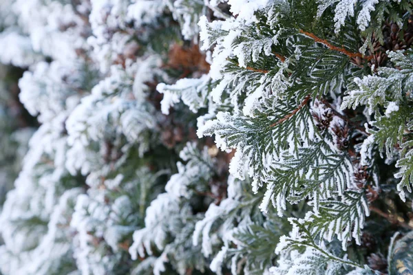 얼어붙은 나뭇가지 — 스톡 사진