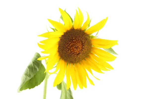 Yellow bloom Sunflower — Stock Photo, Image