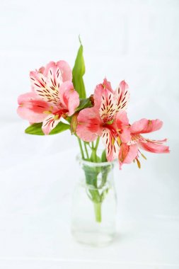 Beautiful alstroemeria flowers clipart