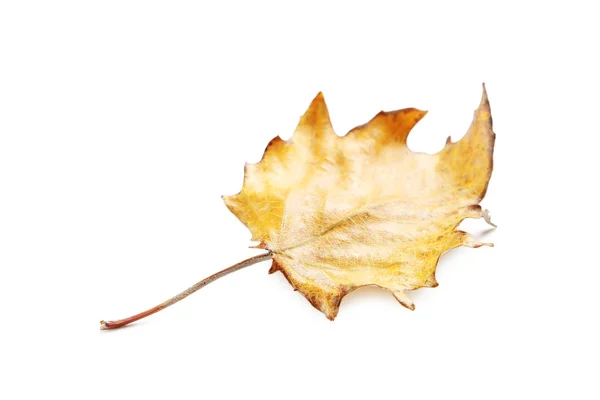 Hoja de otoño aislada sobre fondo blanco — Foto de Stock