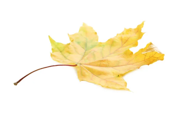 Autumn leaf isolated on white background — Stock Photo, Image