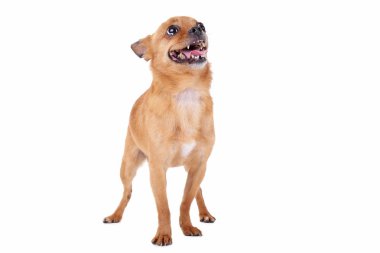 Beyaz bir arka plan üzerinde izole komik köpek