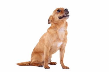 Beyaz bir arka plan üzerinde izole komik köpek